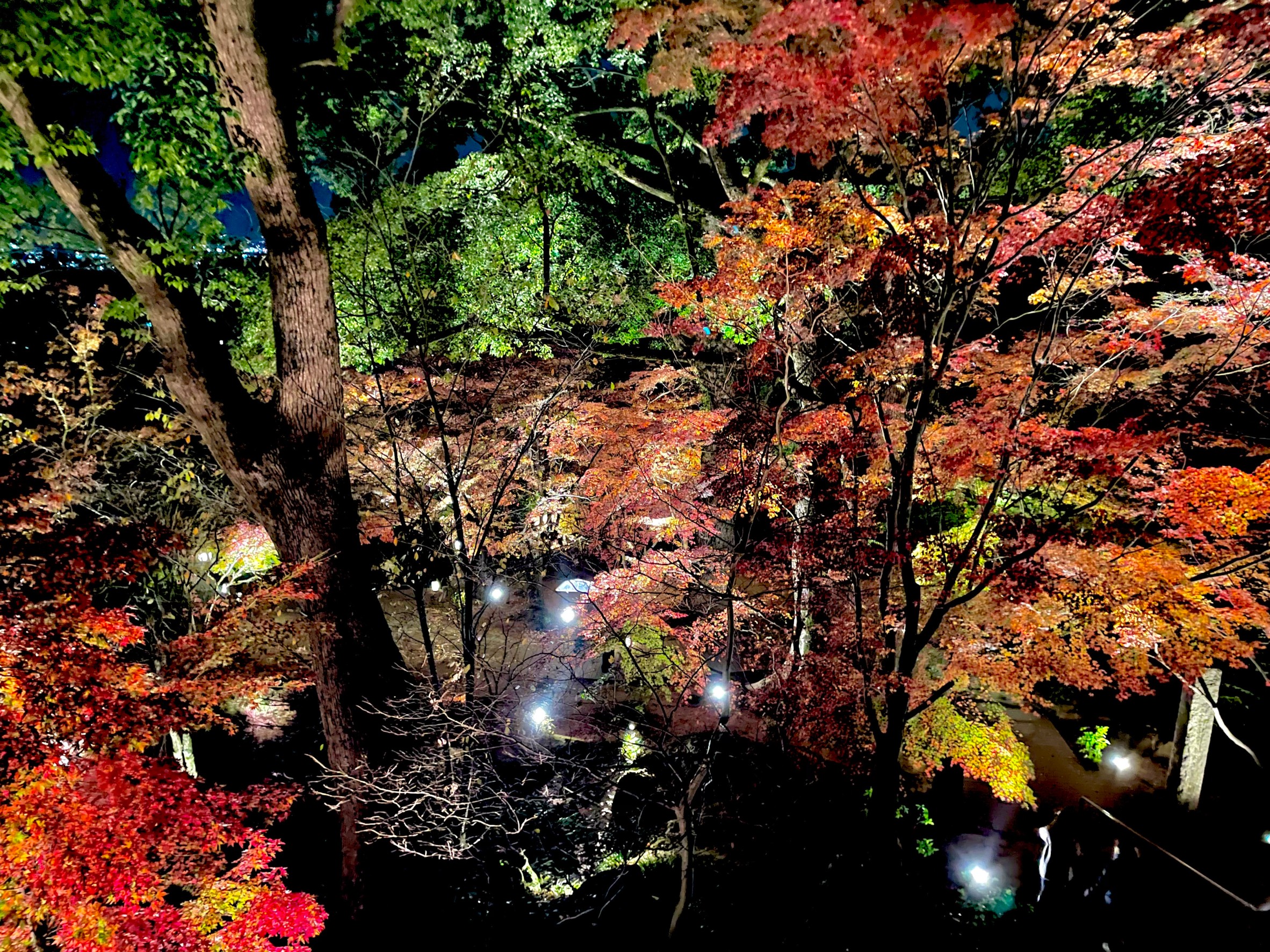 竈門神社 もみじライトアップ スタッフブログ 悠悠ホーム 福岡 熊本 佐賀その他近郊エリア